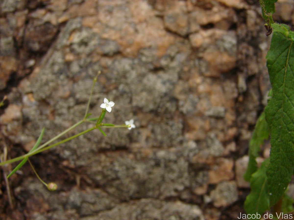 Oldenlandia herbacea (L.) Roxb.